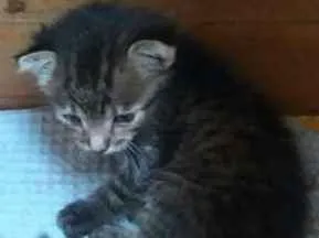 Gato raça  idade Abaixo de 2 meses nome filhotes