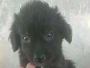 Cachorro raça VIRA LATA idade 2 a 6 meses nome MARAISA