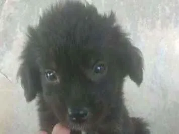 Cachorro ra a VIRA LATA idade 2 a 6 meses nome MARAISA