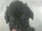 Cachorro raça VIRA LATA idade 2 a 6 meses nome MARAISA