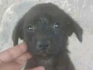 Cachorro raça VIRA LATA idade 2 a 6 meses nome LADY GAGA