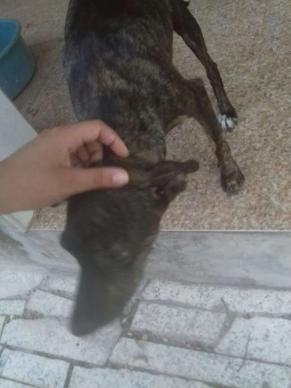 Cachorro ra a Vira latas idade 2 a 6 meses nome Bobita