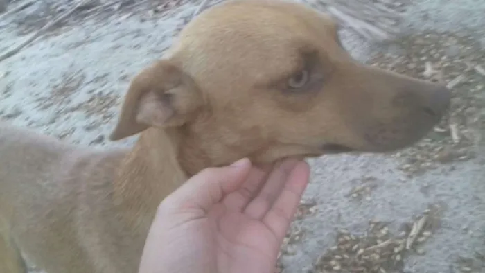 Cachorro ra a Vira latas idade 2 a 6 meses nome Bobita