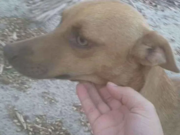 Cachorro ra a Vira latas idade 2 a 6 meses nome Bobita