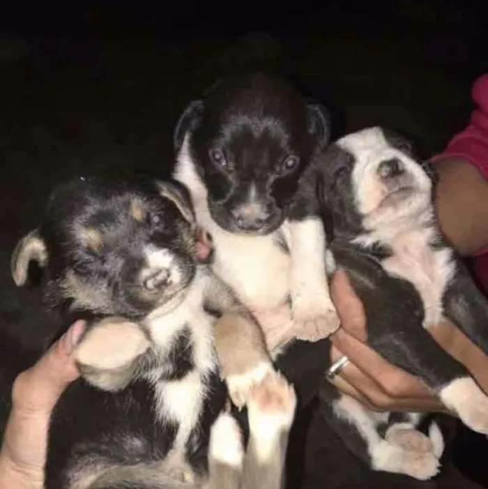 Cachorro ra a não sei idade Abaixo de 2 meses nome filhotes