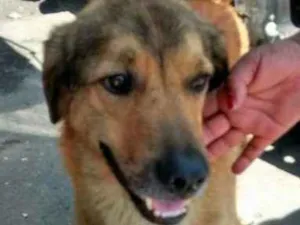 Cachorro raça SRD idade 4 anos nome CHARLES
