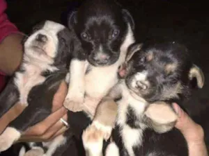 Cachorro raça não sei idade Abaixo de 2 meses nome filhotes