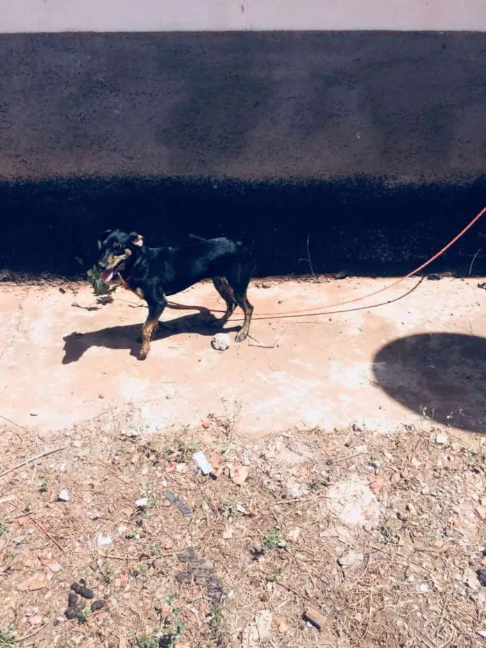 Cachorro ra a Vira  idade 2 a 6 meses nome Lili