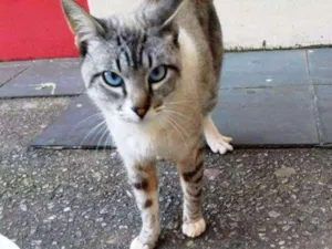 Gato raça Vira lata idade 1 ano nome Bochecha