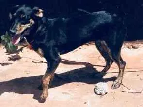 Cachorro ra a Vira  idade 2 a 6 meses nome Lili