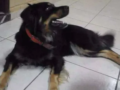 Cachorro raça Srd idade 3 anos nome Dhara 