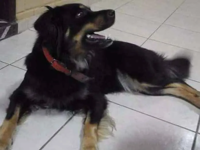 Cachorro ra a Srd idade 3 anos nome Dhara 