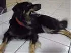 Cachorro raça Srd idade 3 anos nome Dhara 