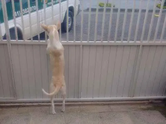 Cachorro ra a Indeterminado idade 7 a 11 meses nome Jeremias