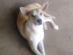 Cachorro raça Indeterminado idade 7 a 11 meses nome Jeremias