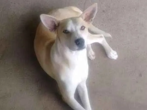 Cachorro ra a Indeterminado idade 7 a 11 meses nome Jeremias