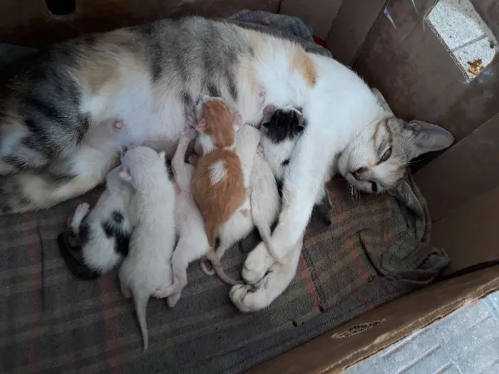 Gato raça Nao sei  idade 7 a 11 meses nome Chupeta 