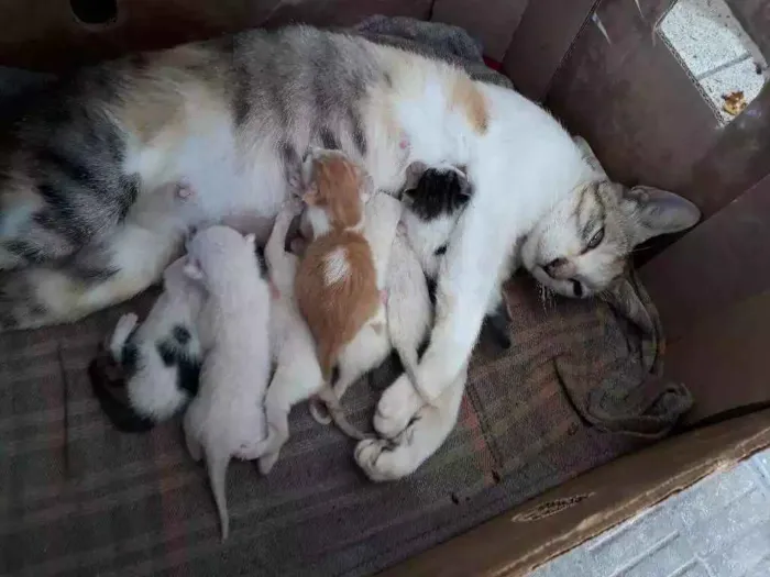 Gato raça Nao sei  idade 7 a 11 meses nome Chupeta 