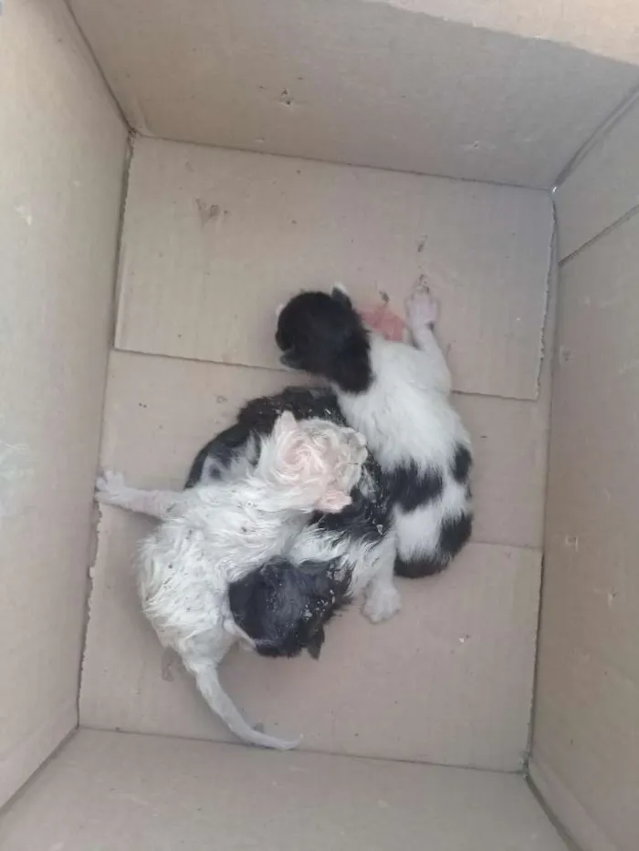 Gato raça Vira lata idade Abaixo de 2 meses nome Todos recém nascidos
