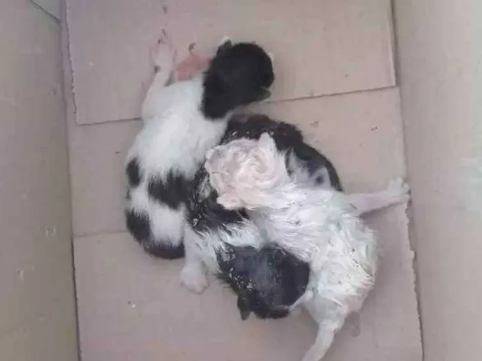 Gato raça Vira lata idade Abaixo de 2 meses nome Todos recém nascidos
