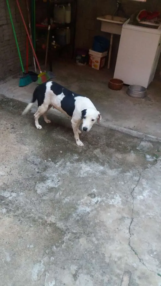 Cachorro ra a Pit bull com rottweiler idade 4 anos nome Luna