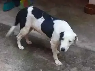 Cachorro ra a Pit bull com rottweiler idade 4 anos nome Luna