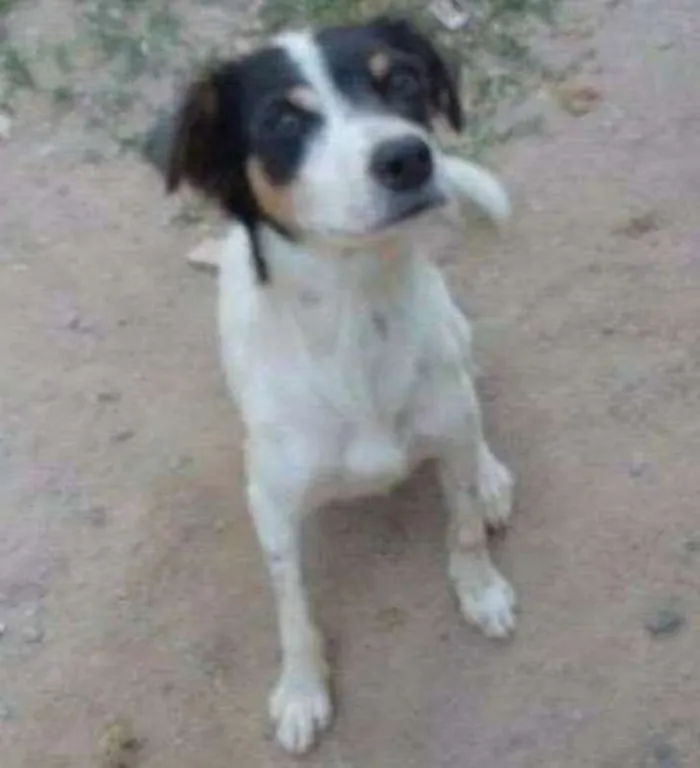 Cachorro raça indefinida idade 1 ano nome Ponte pra cá