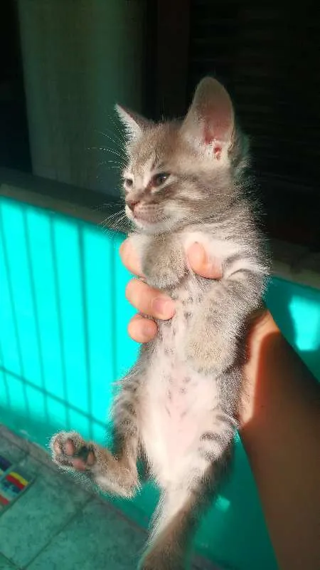 Gato ra a SRD idade 2 a 6 meses nome Filhotes