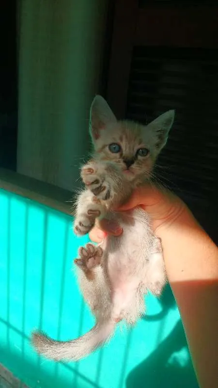 Gato ra a SRD idade 2 a 6 meses nome Filhotes