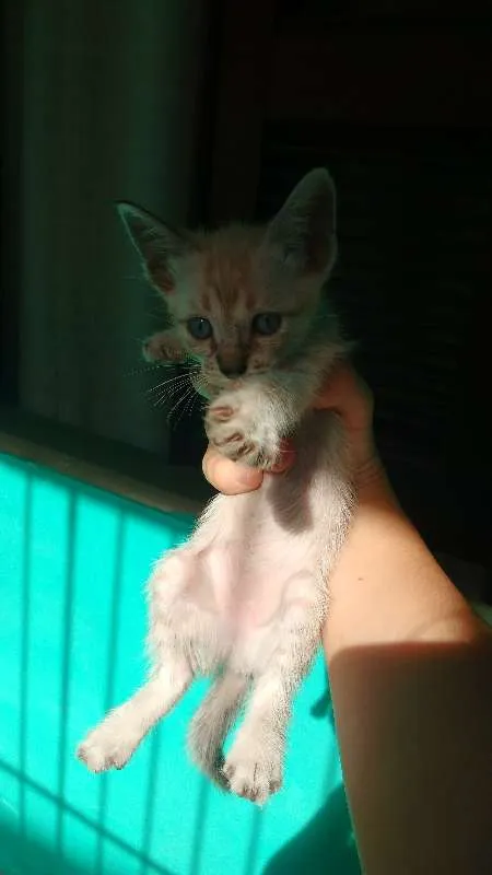 Gato ra a SRD idade 2 a 6 meses nome Filhotes