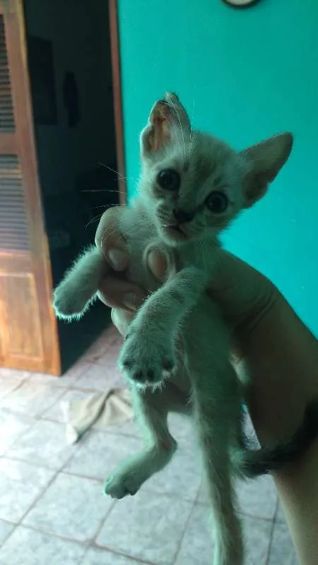 Gato ra a SRD idade 2 a 6 meses nome Filhotes