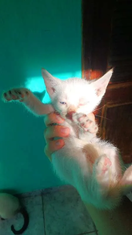 Gato ra a SRD idade 2 a 6 meses nome Filhotes