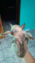 Filhotes