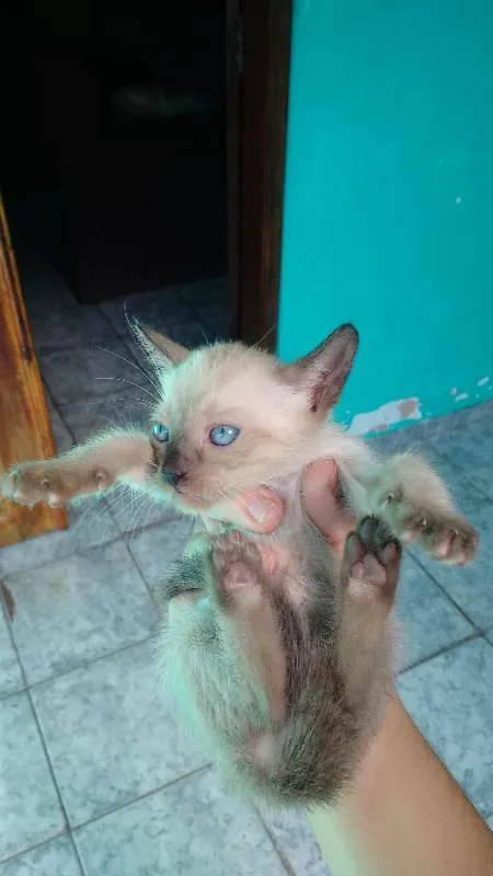 Gato ra a SRD idade 2 a 6 meses nome Filhotes