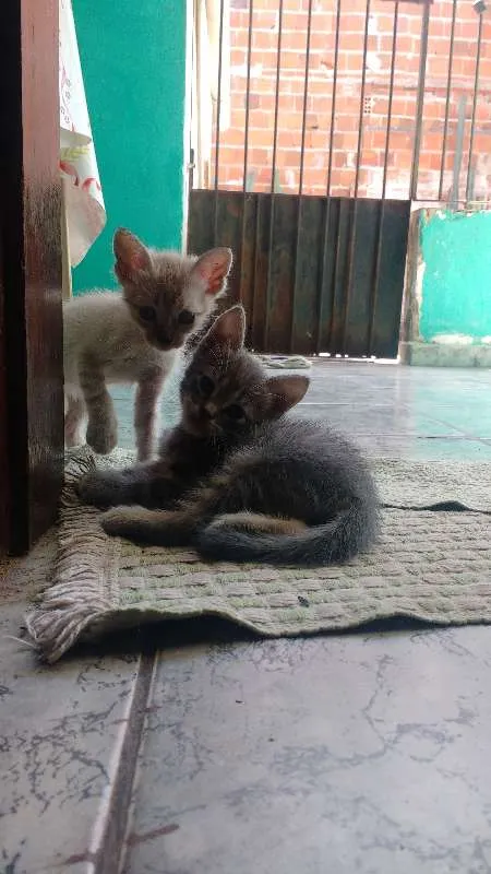 Gato ra a SRD idade 2 a 6 meses nome Filhotes