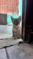 Filhotes