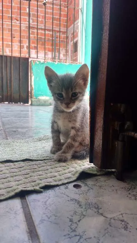 Gato ra a SRD idade 2 a 6 meses nome Filhotes