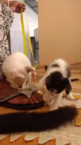 Dante, Maui, Moana