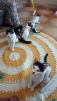 Dante, Maui, Moana