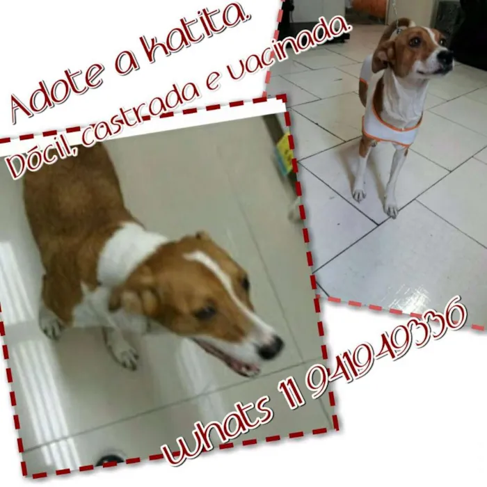 Cachorro ra a Srd idade 2 anos nome Kattyta