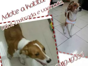Cachorro raça Srd idade 2 anos nome Kattyta