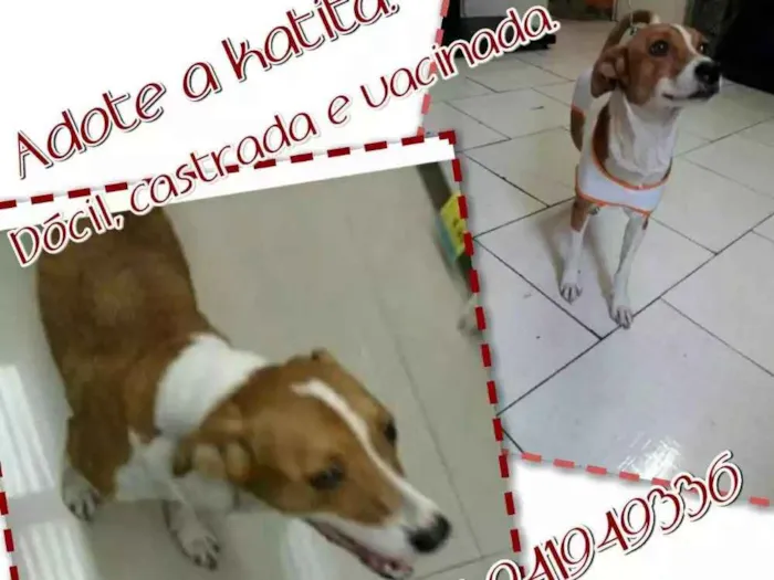 Cachorro ra a Srd idade 2 anos nome Kattyta