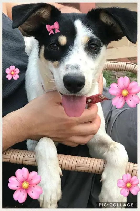 Cachorro ra a SRD idade 1 ano nome ANGEL!!!