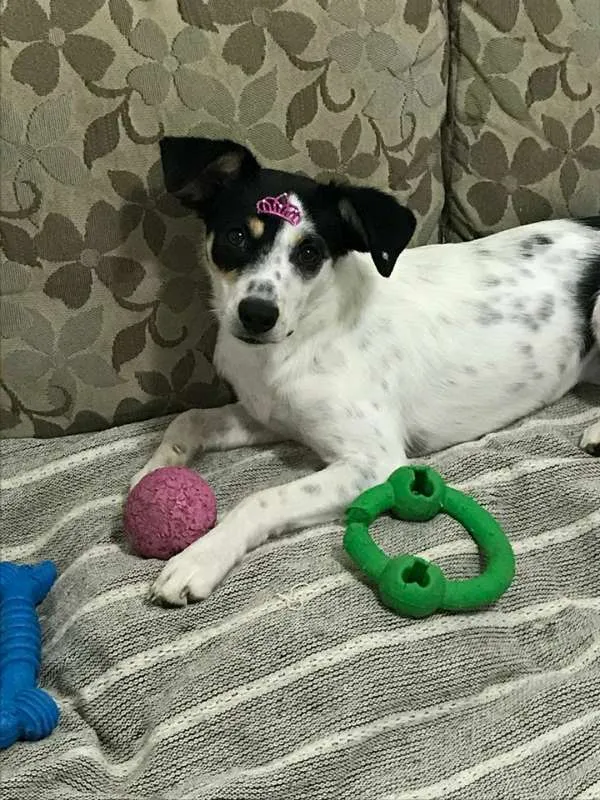 Cachorro ra a SRD idade 1 ano nome ANGEL!!!