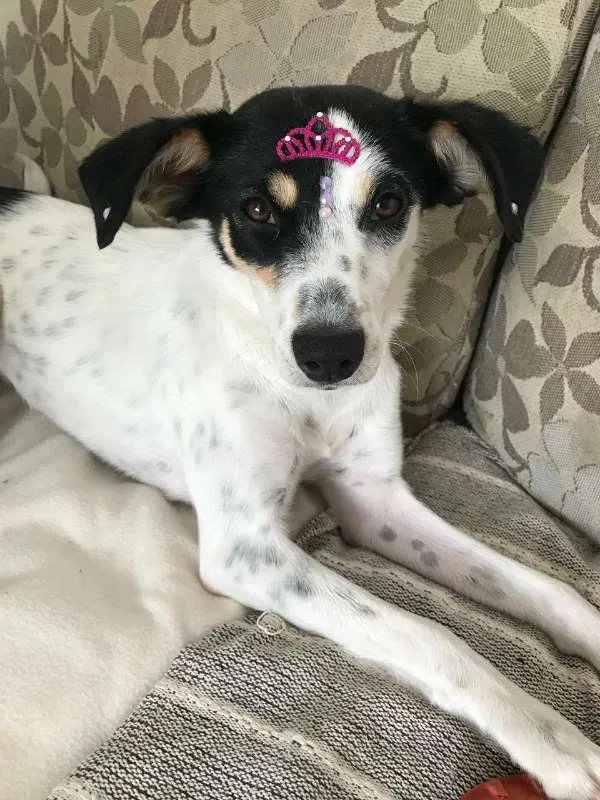 Cachorro ra a SRD idade 1 ano nome ANGEL!!!