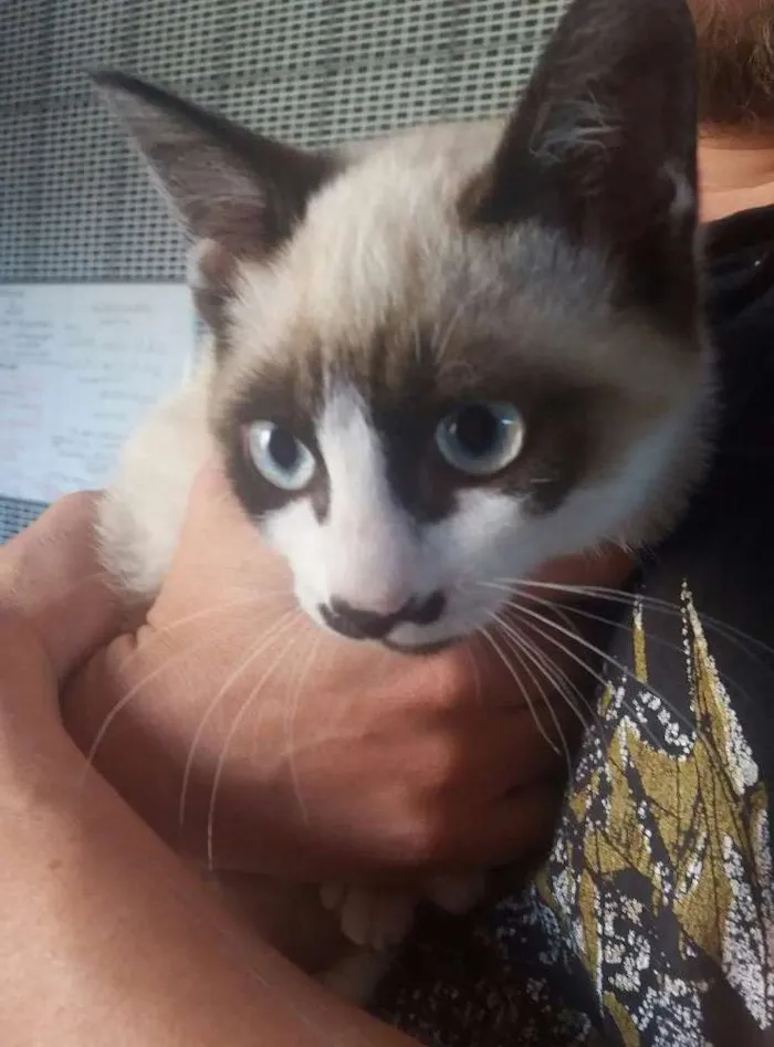 Gato ra a SRD idade 2 a 6 meses nome Dartanham