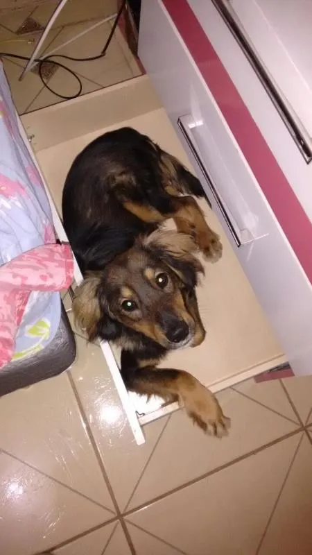 Gato ra a Vira Lata idade 2 anos nome Pretinho
