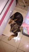 Pretinho