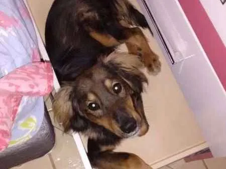 Gato ra a Vira Lata idade 2 anos nome Pretinho