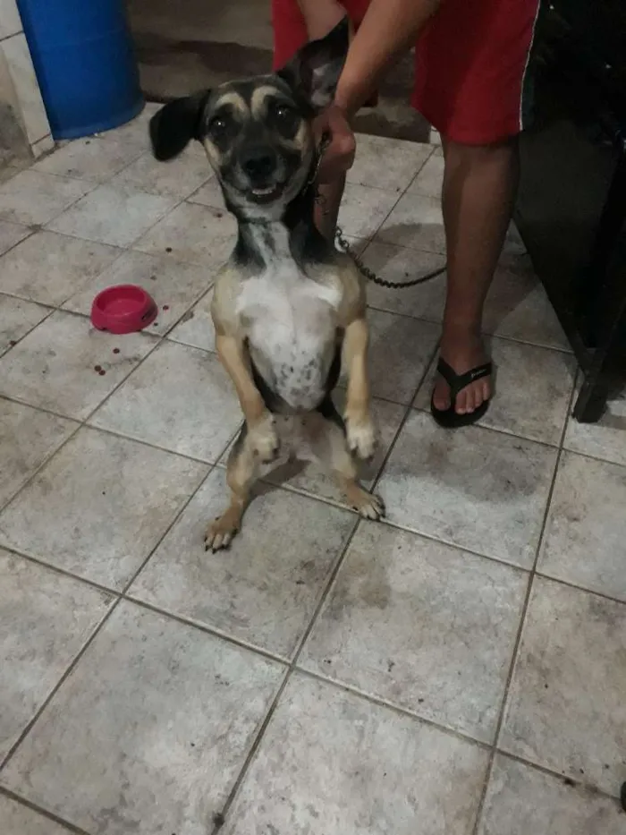 Cachorro raça Indefinida idade 1 ano nome Safira